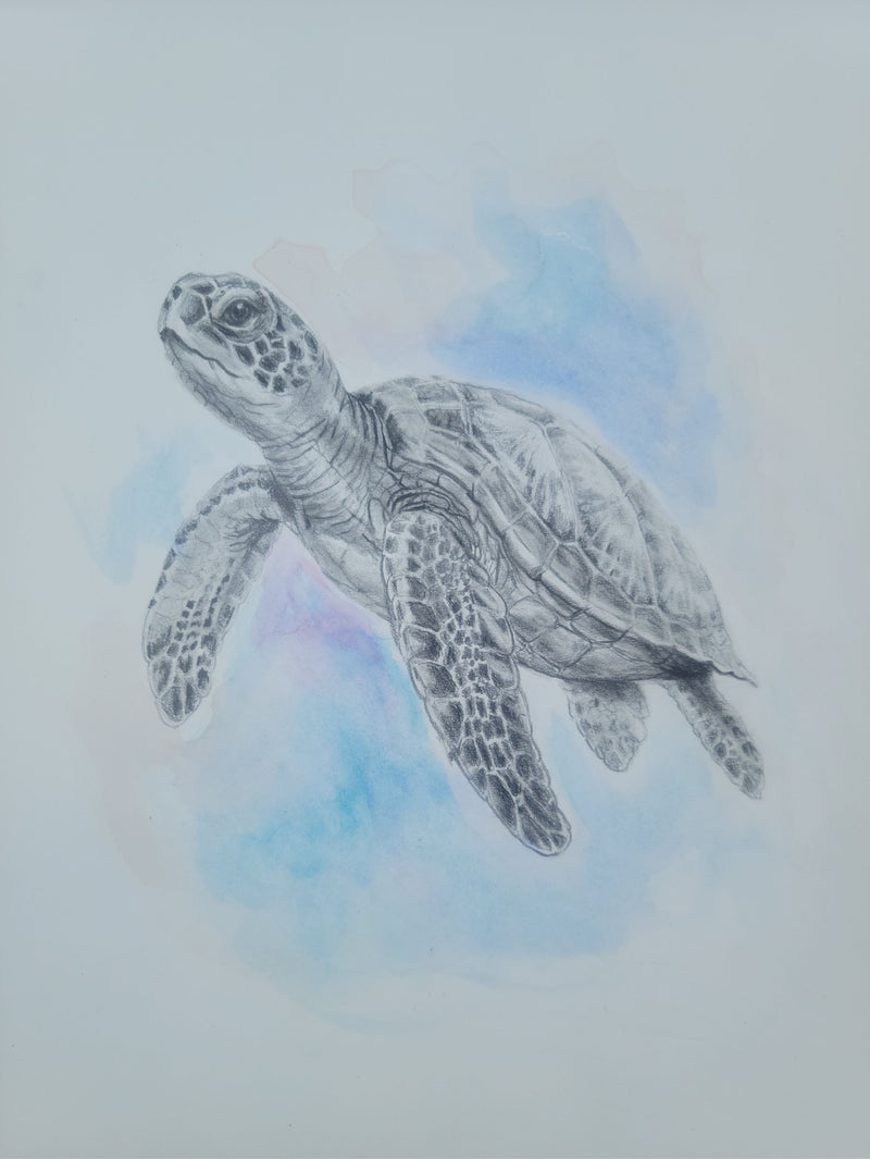 Curious Turtle 9"x12"