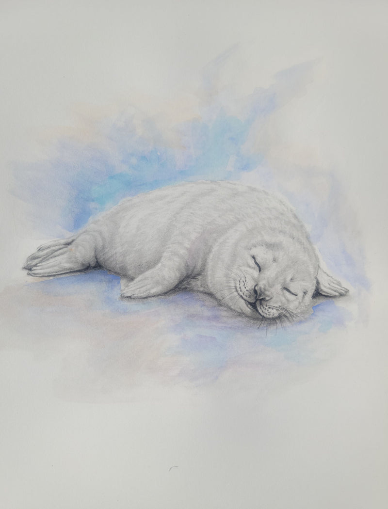 Sleeping Baby Seal 9"x12"